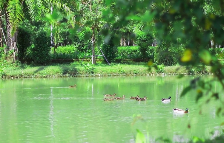 Khoảnh khắc yên bình tại Ecogarden